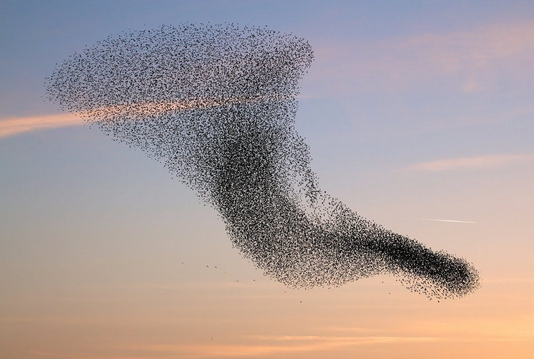 swarm bird image cropped